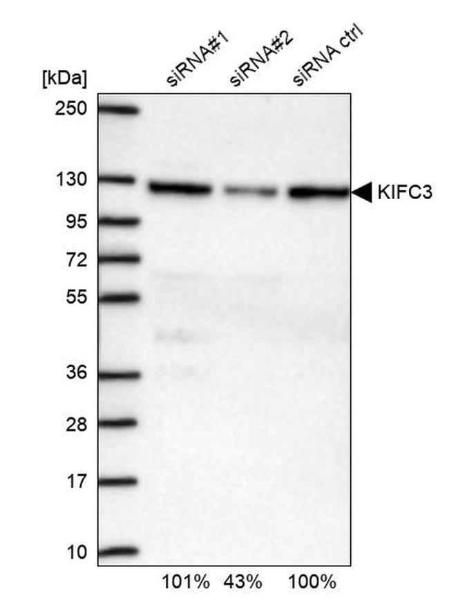 KIFC3 Antibody in Western Blot (WB)