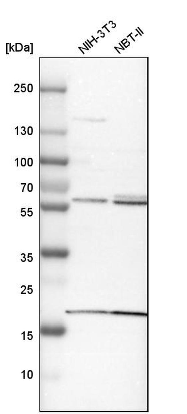 BAIAP2L1 Antibody in Western Blot (WB)