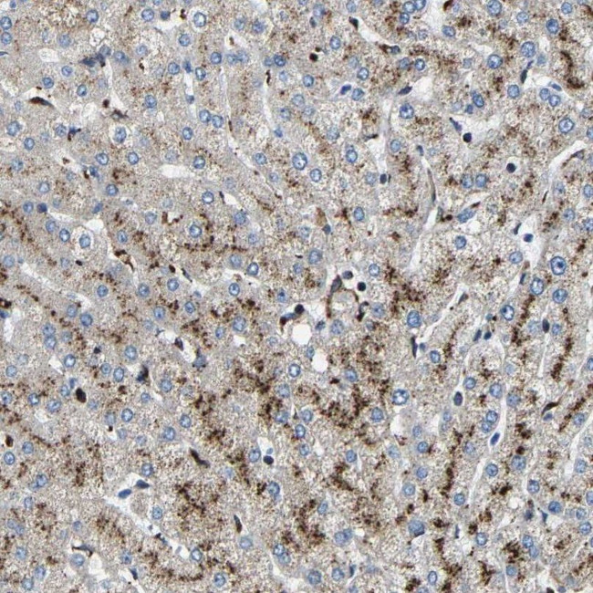 DPP2 Antibody in Immunohistochemistry (IHC)