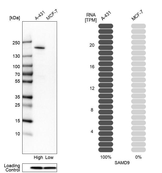 SAMD9 Antibody