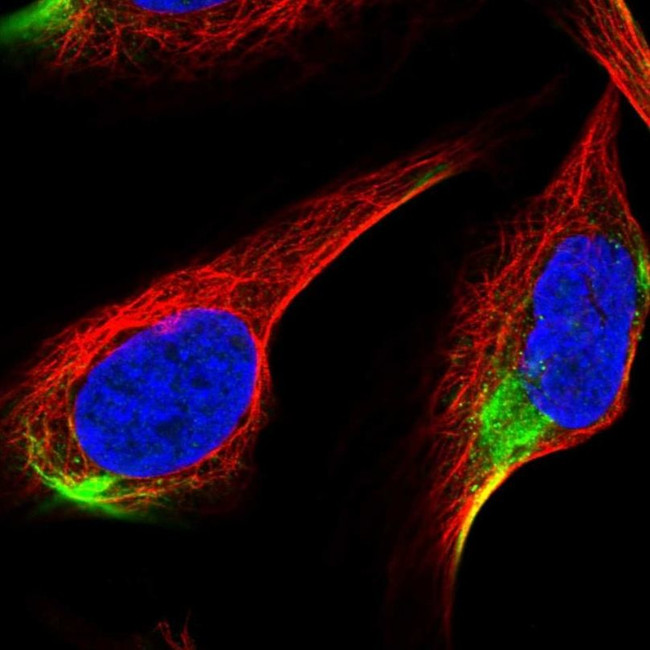 ADAMTS3 Antibody in Immunocytochemistry (ICC/IF)