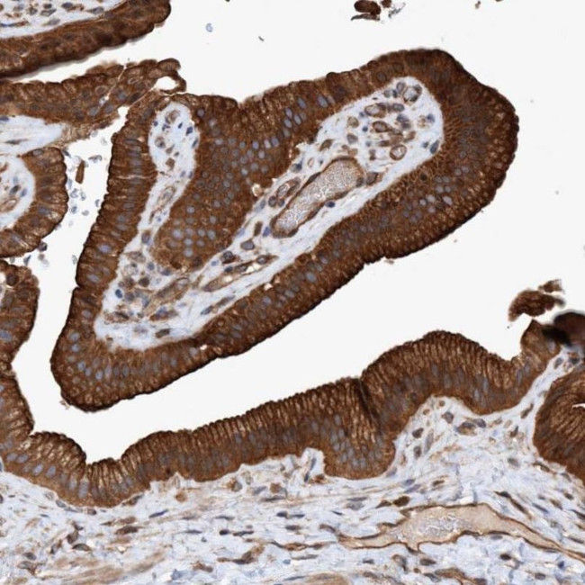 ERAL1 Antibody in Immunohistochemistry (IHC)