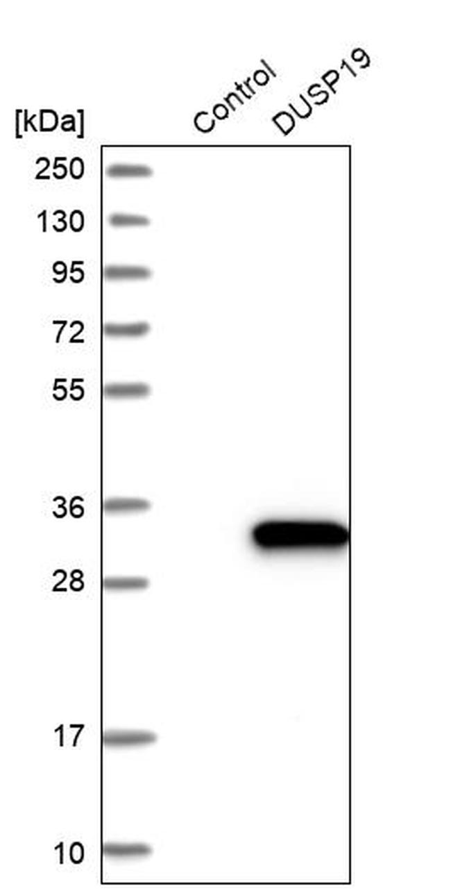 DUSP19 Antibody in Western Blot (WB)