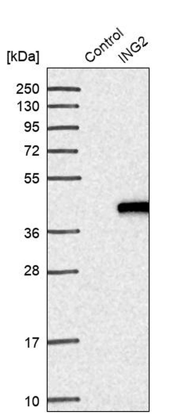 ING2 Antibody in Western Blot (WB)