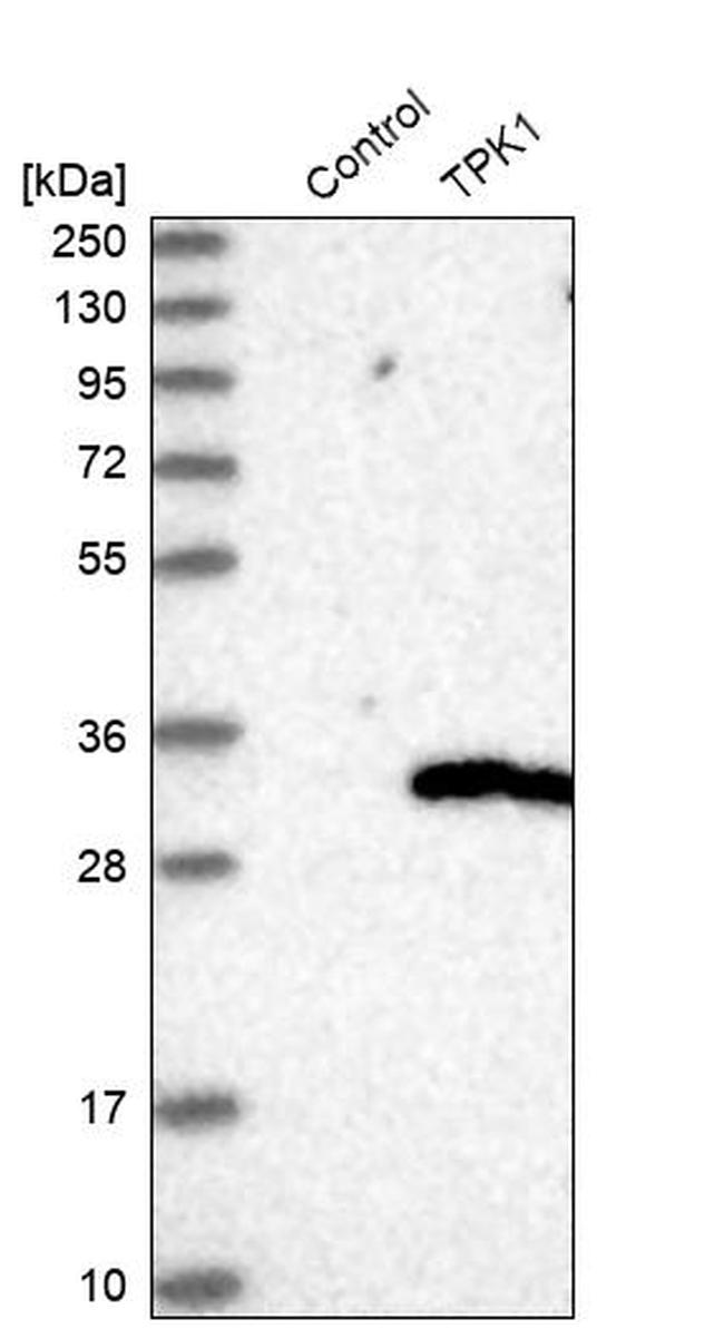 TPK1 Antibody in Western Blot (WB)