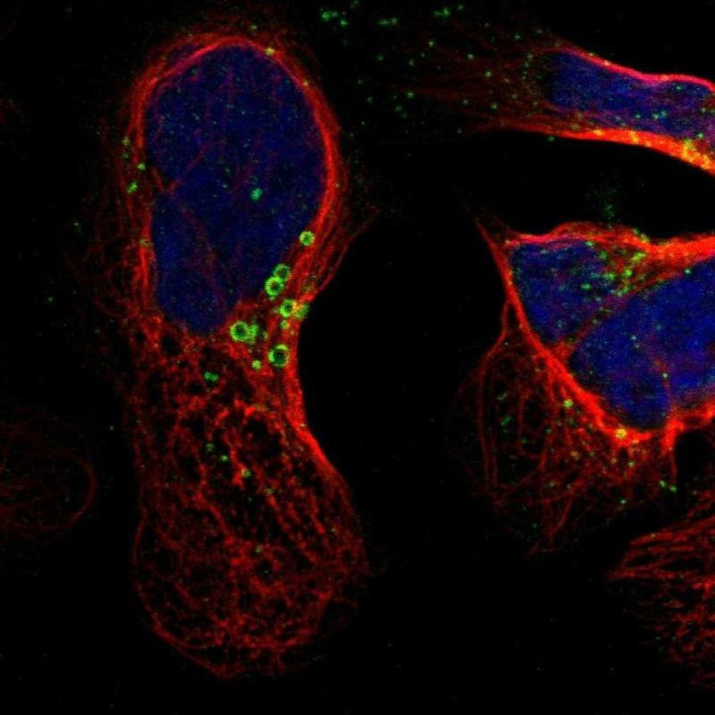 HSD17B11 Antibody in Immunocytochemistry (ICC/IF)