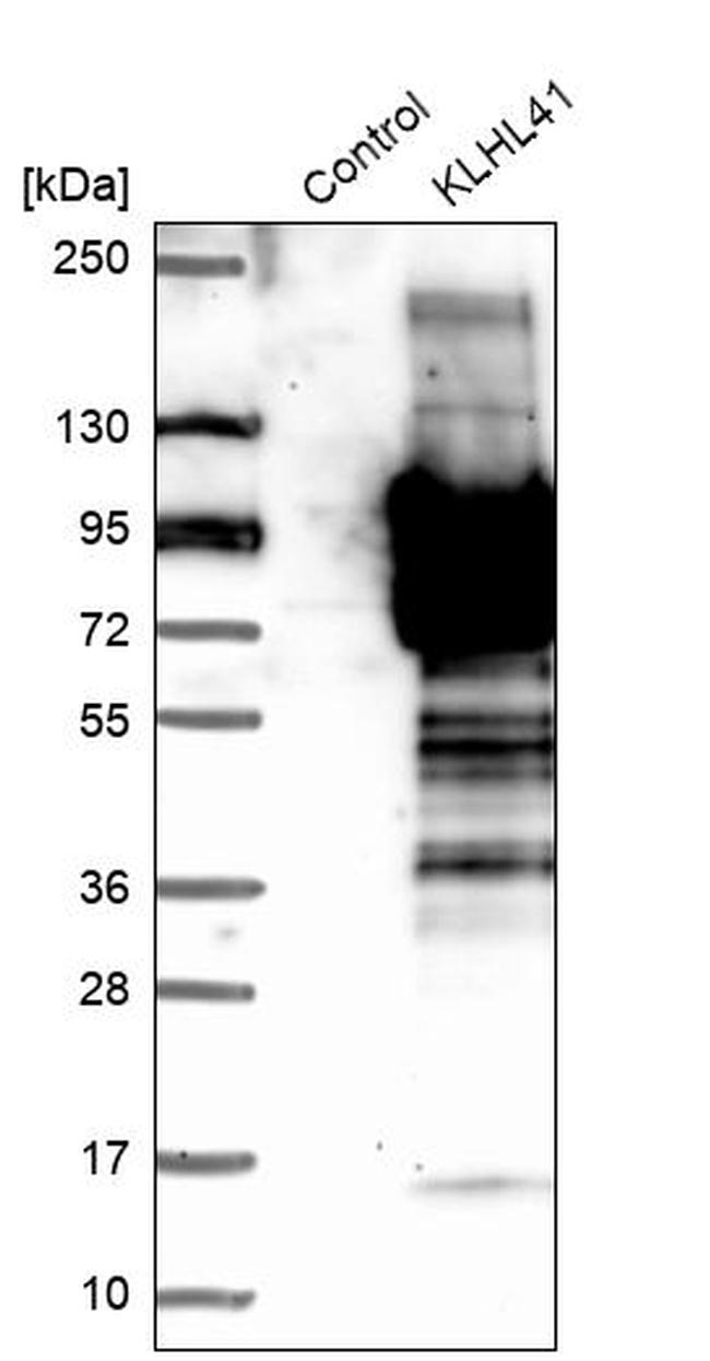 KLHL41 Antibody in Western Blot (WB)