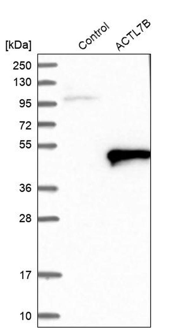 Actin-like 7B Antibody in Western Blot (WB)