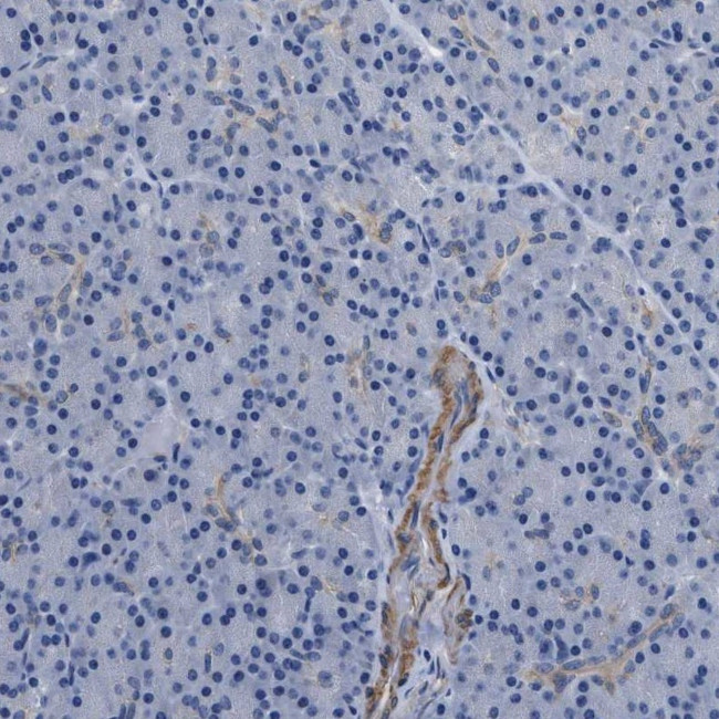 Parg Antibody in Immunohistochemistry (IHC)