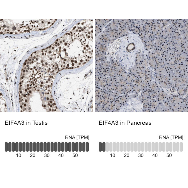 eIF4A3 Antibody