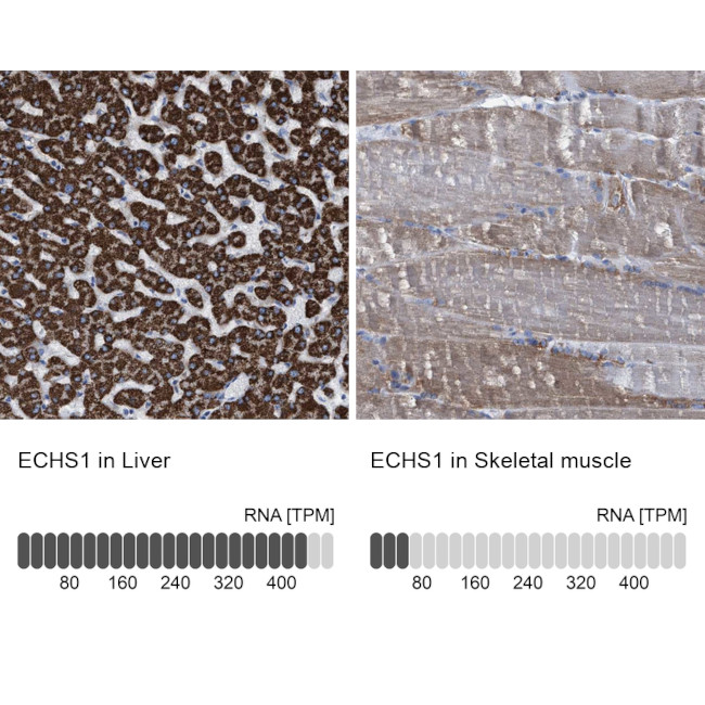 ECHS1 Antibody