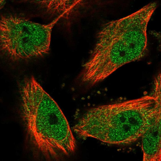 EFTUD2 Antibody in Immunocytochemistry (ICC/IF)