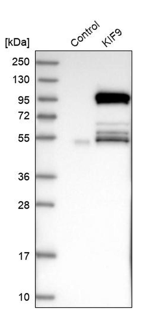 KIF9 Antibody in Western Blot (WB)