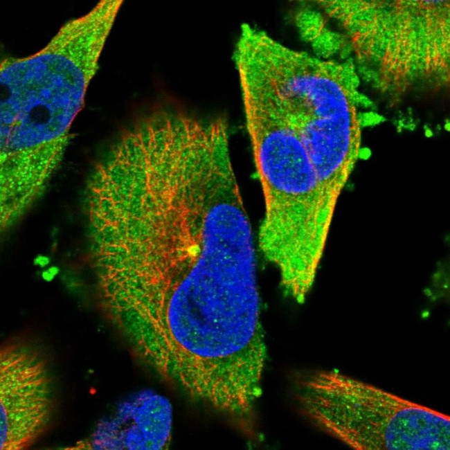 TACC3 Antibody in Immunocytochemistry (ICC/IF)