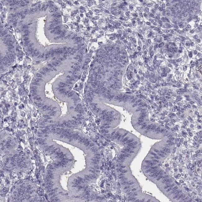 SPACA9 Antibody in Immunohistochemistry (IHC)