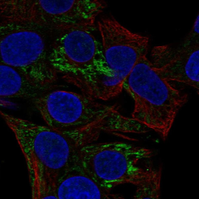 ACADS Antibody in Immunocytochemistry (ICC/IF)