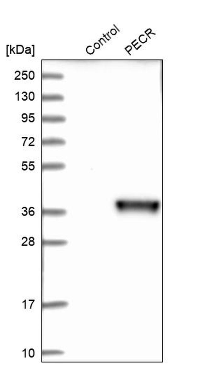 PECR Antibody in Western Blot (WB)