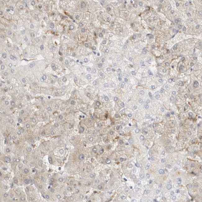 TOM1L2 Antibody in Immunohistochemistry (IHC)