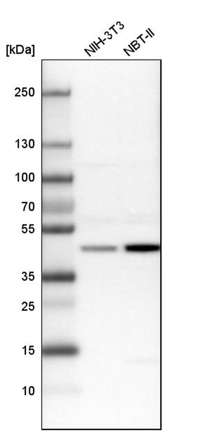 BZW2 Antibody in Western Blot (WB)