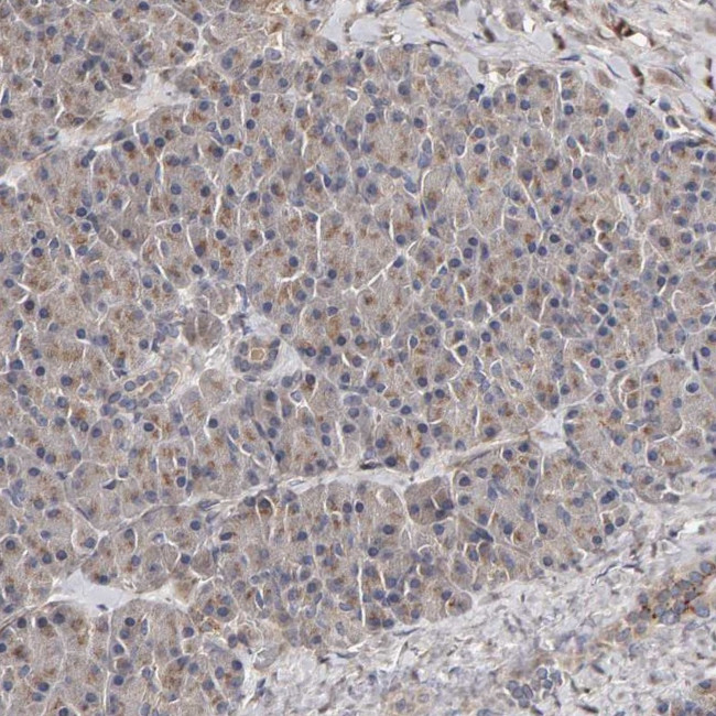 CANT1 Antibody in Immunohistochemistry (IHC)