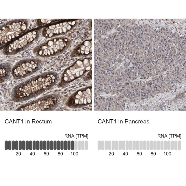 CANT1 Antibody