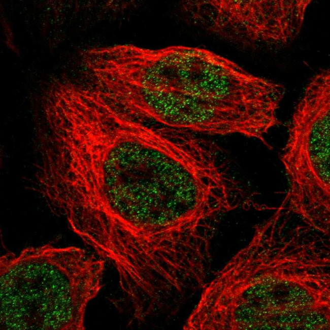 KRBA2 Antibody in Immunocytochemistry (ICC/IF)