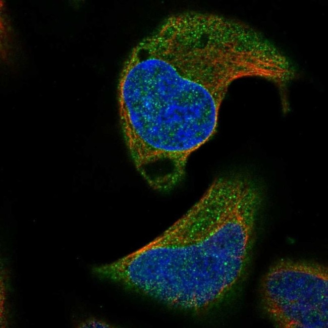 AARSD1 Antibody in Immunocytochemistry (ICC/IF)