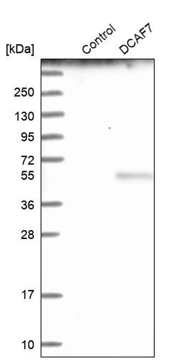 DCAF7 Antibody in Western Blot (WB)