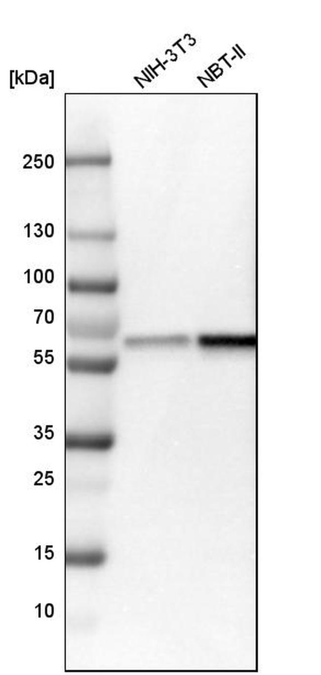 NMT1 Antibody in Western Blot (WB)