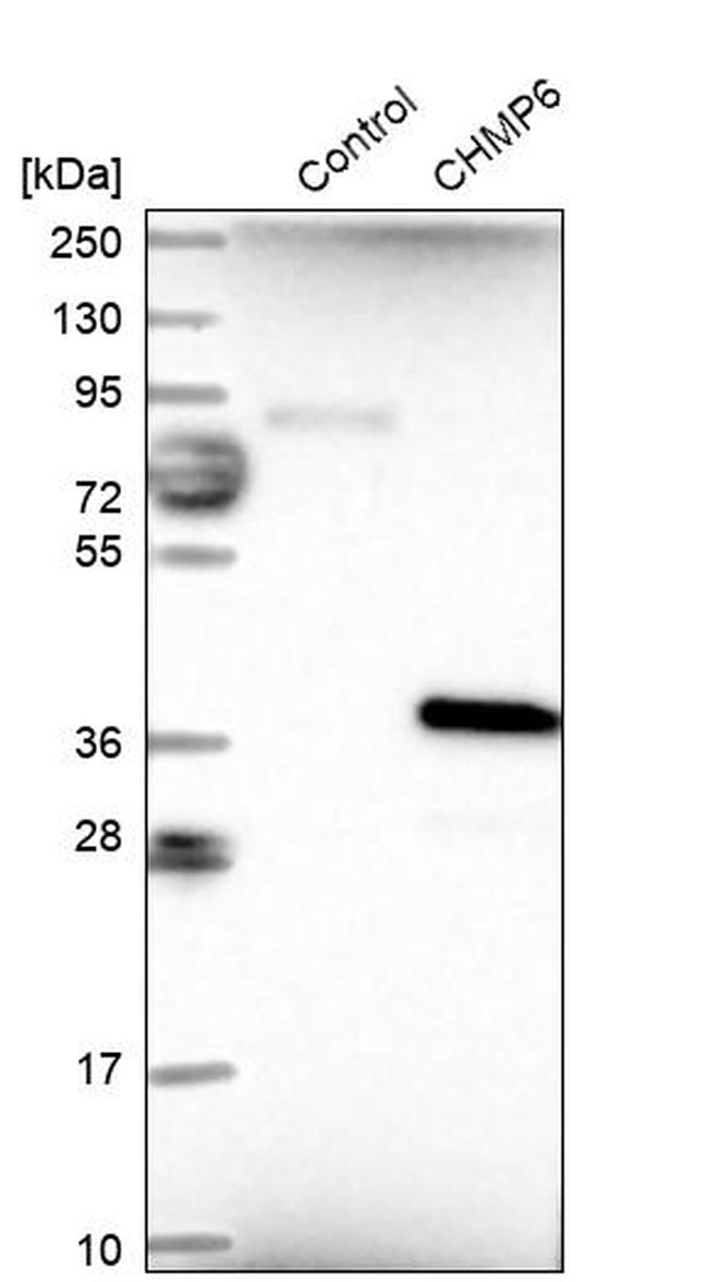 CHMP6 Antibody in Western Blot (WB)