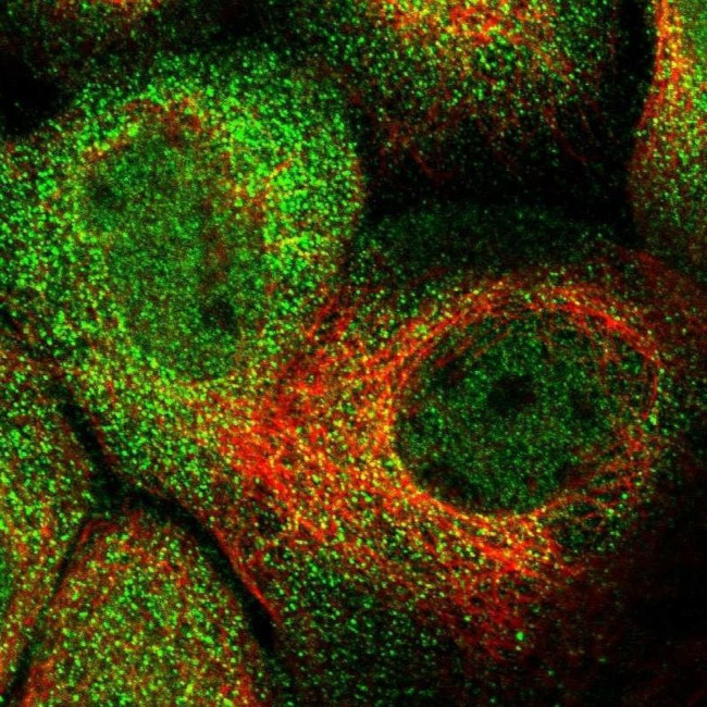 C17orf53 Antibody in Immunocytochemistry (ICC/IF)