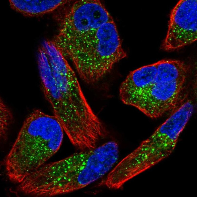 ZNF624 Antibody in Immunocytochemistry (ICC/IF)