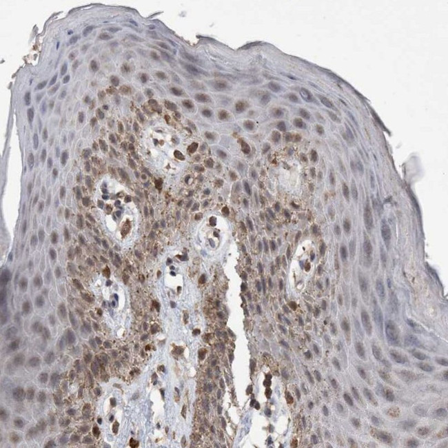 VSIG8 Antibody in Immunohistochemistry (IHC)