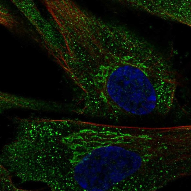 PGCP Antibody in Immunocytochemistry (ICC/IF)