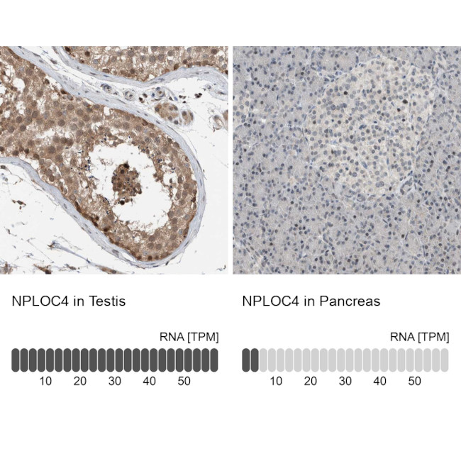 NPLOC4 Antibody