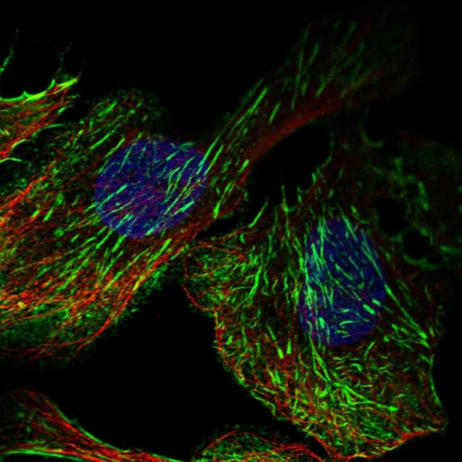 Septin-7 Antibody in Immunocytochemistry (ICC/IF)