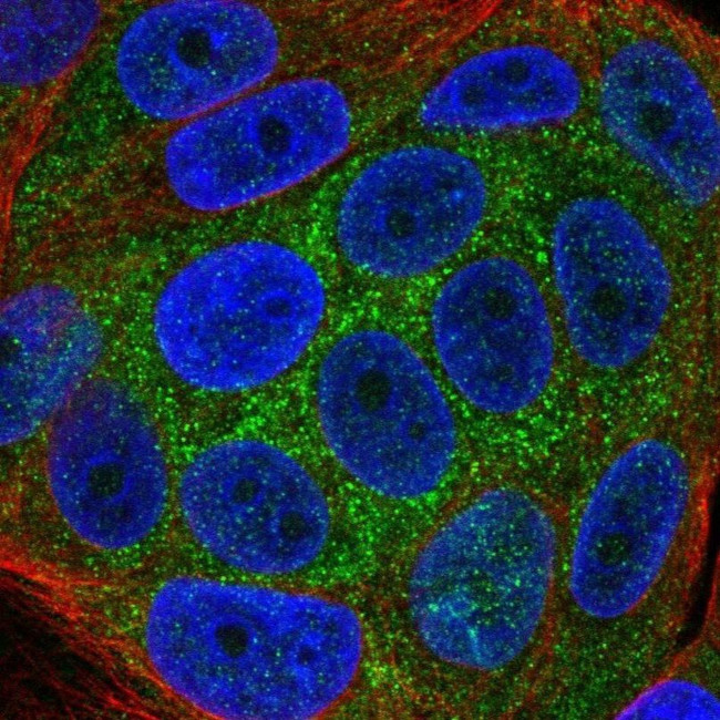 KLHL36 Antibody in Immunocytochemistry (ICC/IF)