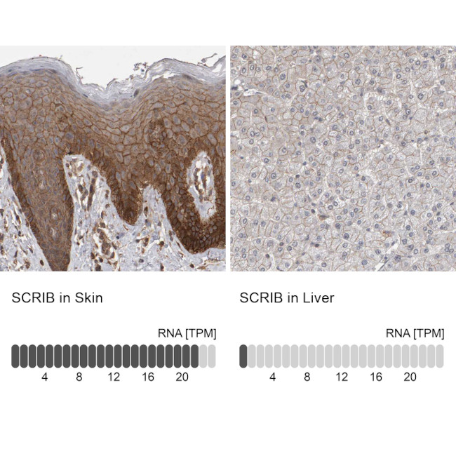 SCRIB Antibody