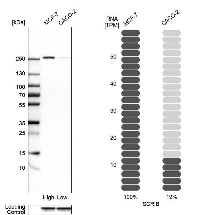 SCRIB Antibody in Western Blot (WB)