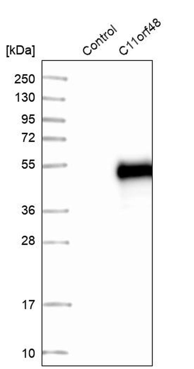 C11orf48 Antibody in Western Blot (WB)