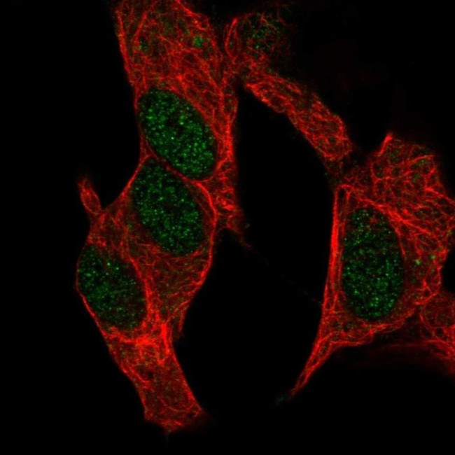 GADD45G Antibody in Immunocytochemistry (ICC/IF)