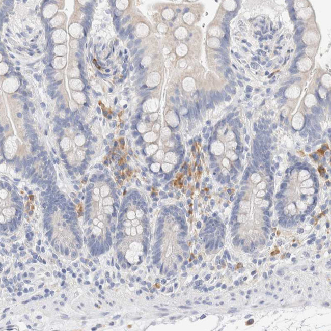 GADD45G Antibody in Immunohistochemistry (IHC)