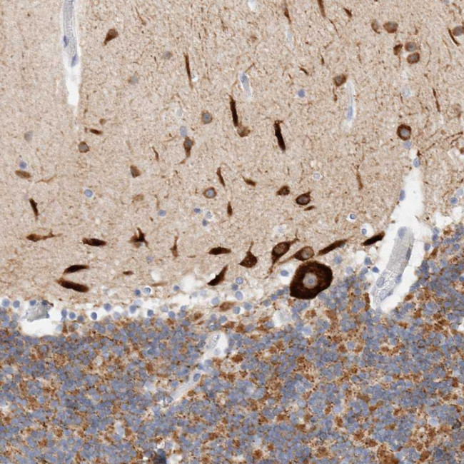 GADD45G Antibody in Immunohistochemistry (IHC)