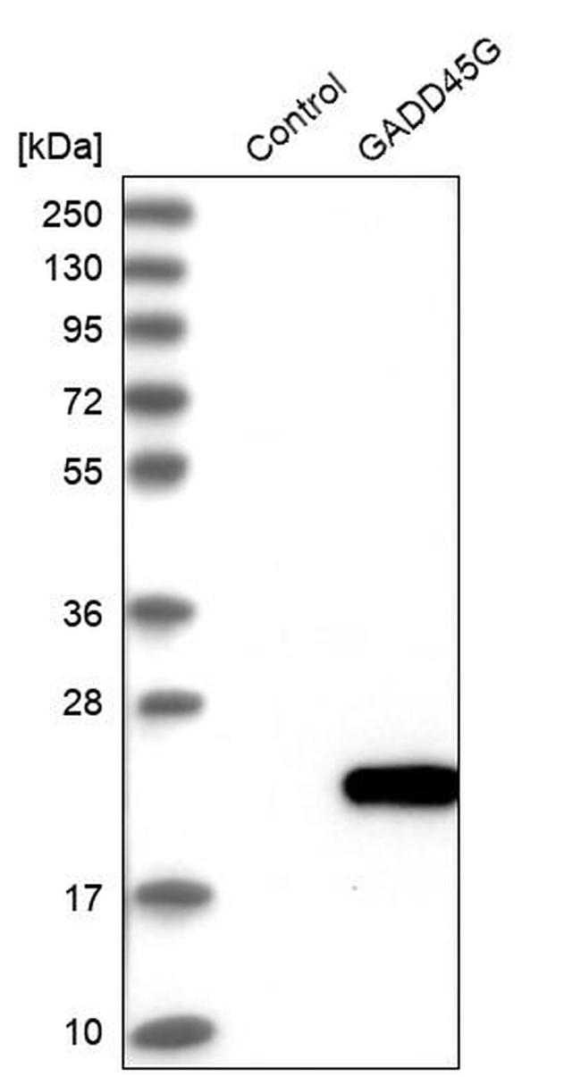 GADD45G Antibody in Western Blot (WB)