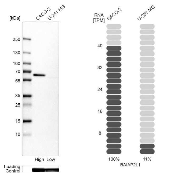 BAIAP2L1 Antibody