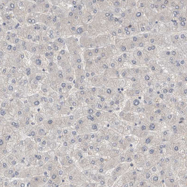 WIPF2 Antibody in Immunohistochemistry (IHC)