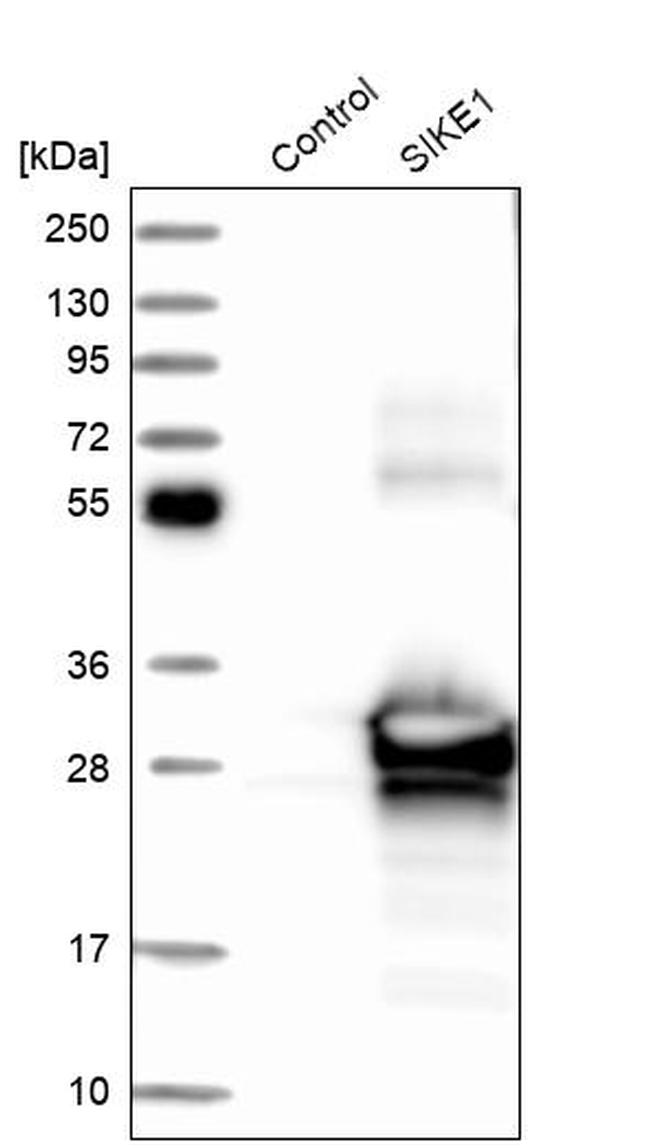 SIKE Antibody in Western Blot (WB)