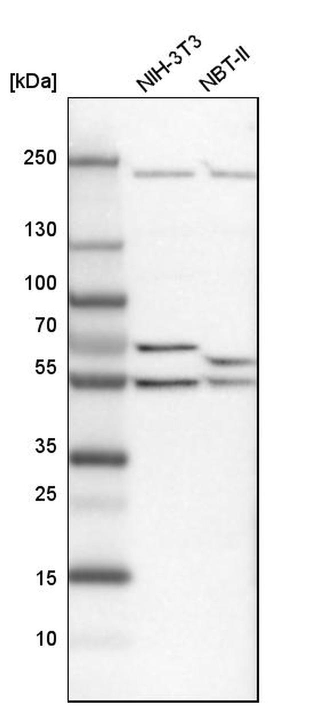 DDX6 Antibody in Western Blot (WB)