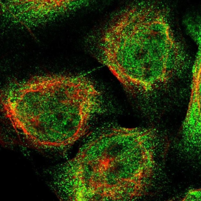 C1orf26 Antibody in Immunocytochemistry (ICC/IF)