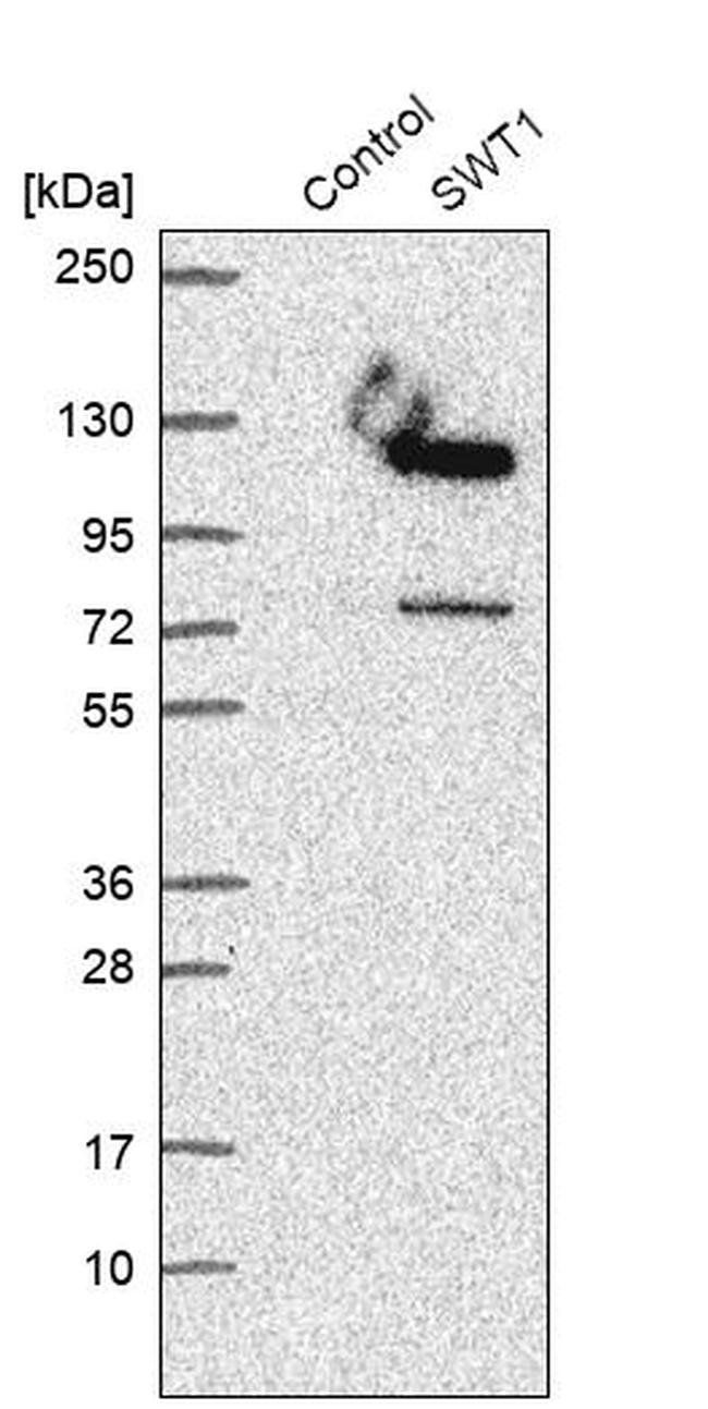 C1orf26 Antibody in Western Blot (WB)